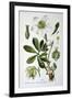 Black Hellebore, 1893-null-Framed Giclee Print