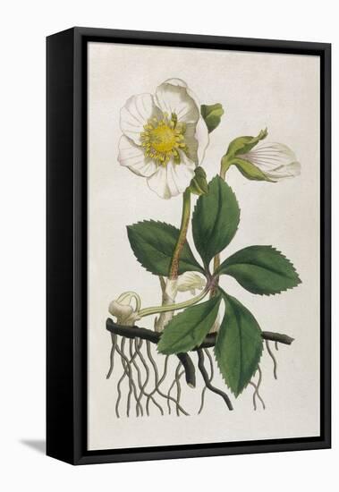 Black Hellebore or Christmas Rose Used to Cure Mental Afflictions Since 1400 Bc-William Curtis-Framed Stretched Canvas