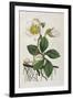 Black Hellebore or Christmas Rose Used to Cure Mental Afflictions Since 1400 Bc-William Curtis-Framed Art Print