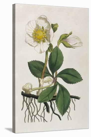 Black Hellebore or Christmas Rose Used to Cure Mental Afflictions Since 1400 Bc-William Curtis-Stretched Canvas