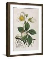 Black Hellebore or Christmas Rose Used to Cure Mental Afflictions Since 1400 Bc-William Curtis-Framed Art Print