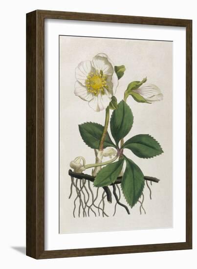 Black Hellebore or Christmas Rose Used to Cure Mental Afflictions Since 1400 Bc-William Curtis-Framed Art Print