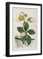 Black Hellebore or Christmas Rose Used to Cure Mental Afflictions Since 1400 Bc-William Curtis-Framed Art Print