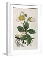 Black Hellebore or Christmas Rose Used to Cure Mental Afflictions Since 1400 Bc-William Curtis-Framed Art Print