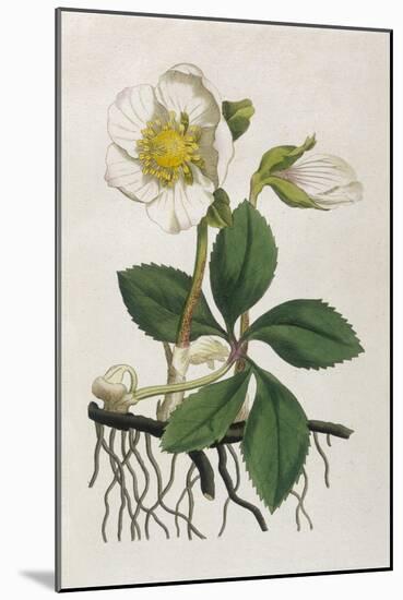 Black Hellebore or Christmas Rose Used to Cure Mental Afflictions Since 1400 Bc-William Curtis-Mounted Art Print