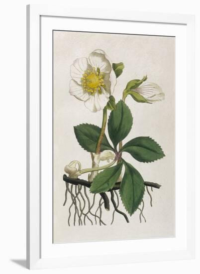 Black Hellebore or Christmas Rose Used to Cure Mental Afflictions Since 1400 Bc-William Curtis-Framed Premium Giclee Print