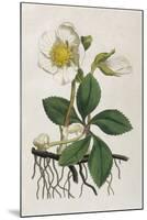 Black Hellebore or Christmas Rose Used to Cure Mental Afflictions Since 1400 Bc-William Curtis-Mounted Premium Giclee Print