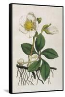 Black Hellebore or Christmas Rose Used to Cure Mental Afflictions Since 1400 Bc-William Curtis-Framed Stretched Canvas