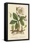 Black Hellebore, or Christmas Rose-null-Framed Stretched Canvas