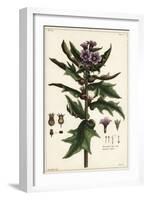 Black Henbane, Jusquiame Noire, Hyoscyamus Niger Linn-The Younger Dupin-Framed Giclee Print