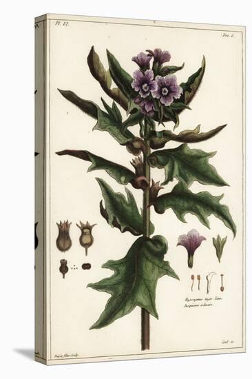 Black Henbane, Jusquiame Noire, Hyoscyamus Niger Linn-The Younger Dupin-Stretched Canvas