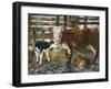 Black Hereford-Alex Williams-Framed Giclee Print