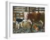 Black Hereford-Alex Williams-Framed Giclee Print