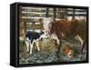 Black Hereford-Alex Williams-Framed Stretched Canvas