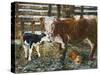 Black Hereford-Alex Williams-Stretched Canvas