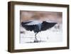 Black Heron (Egretta Ardesiaca) Fishing and Using Wings to Create an Area of Shade to Attract Fish-Wim van den Heever-Framed Photographic Print