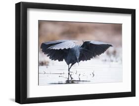 Black Heron (Egretta Ardesiaca) Fishing and Using Wings to Create an Area of Shade to Attract Fish-Wim van den Heever-Framed Photographic Print