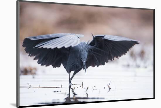 Black Heron (Egretta Ardesiaca) Fishing and Using Wings to Create an Area of Shade to Attract Fish-Wim van den Heever-Mounted Photographic Print