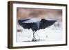 Black Heron (Egretta Ardesiaca) Fishing and Using Wings to Create an Area of Shade to Attract Fish-Wim van den Heever-Framed Photographic Print