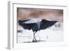 Black Heron (Egretta Ardesiaca) Fishing and Using Wings to Create an Area of Shade to Attract Fish-Wim van den Heever-Framed Photographic Print