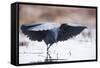 Black Heron (Egretta Ardesiaca) Fishing and Using Wings to Create an Area of Shade to Attract Fish-Wim van den Heever-Framed Stretched Canvas