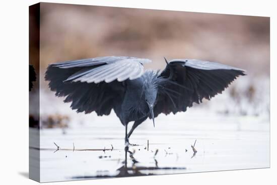 Black Heron (Egretta Ardesiaca) Fishing and Using Wings to Create an Area of Shade to Attract Fish-Wim van den Heever-Stretched Canvas
