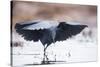 Black Heron (Egretta Ardesiaca) Fishing and Using Wings to Create an Area of Shade to Attract Fish-Wim van den Heever-Stretched Canvas