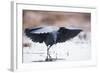 Black Heron (Egretta Ardesiaca) Fishing and Using Wings to Create an Area of Shade to Attract Fish-Wim van den Heever-Framed Photographic Print