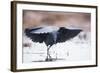 Black Heron (Egretta Ardesiaca) Fishing and Using Wings to Create an Area of Shade to Attract Fish-Wim van den Heever-Framed Photographic Print