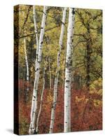 Black Hills Area Custer State Park, Autumn Foliage, South Dakota, USA-Walter Bibikow-Stretched Canvas