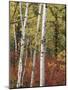 Black Hills Area Custer State Park, Autumn Foliage, South Dakota, USA-Walter Bibikow-Mounted Photographic Print