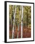 Black Hills Area Custer State Park, Autumn Foliage, South Dakota, USA-Walter Bibikow-Framed Photographic Print