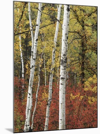 Black Hills Area Custer State Park, Autumn Foliage, South Dakota, USA-Walter Bibikow-Mounted Photographic Print