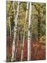 Black Hills Area Custer State Park, Autumn Foliage, South Dakota, USA-Walter Bibikow-Mounted Photographic Print