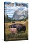 Black Hills, South Dakota - Bison Grazing-Lantern Press-Stretched Canvas