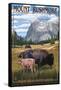 Black Hills, South Dakota - Bison Grazing-Lantern Press-Framed Stretched Canvas