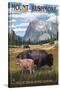 Black Hills, South Dakota - Bison Grazing-Lantern Press-Stretched Canvas