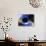 Black Hole, Conceptual Artwork-Victor Habbick-Stretched Canvas displayed on a wall