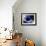 Black Hole, Conceptual Artwork-Victor Habbick-Framed Photographic Print displayed on a wall