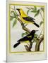 Black-Hooded Oriole and Hispaniolan Oriole Formerly, Greater Antillean Oriole-Georges-Louis Buffon-Mounted Giclee Print