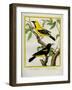 Black-Hooded Oriole and Hispaniolan Oriole Formerly, Greater Antillean Oriole-Georges-Louis Buffon-Framed Giclee Print