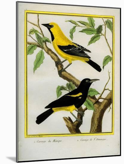 Black-Hooded Oriole and Hispaniolan Oriole Formerly, Greater Antillean Oriole-Georges-Louis Buffon-Mounted Giclee Print