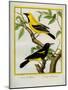 Black-Hooded Oriole and Hispaniolan Oriole Formerly, Greater Antillean Oriole-Georges-Louis Buffon-Mounted Giclee Print