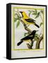 Black-Hooded Oriole and Hispaniolan Oriole Formerly, Greater Antillean Oriole-Georges-Louis Buffon-Framed Stretched Canvas