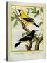 Black-Hooded Oriole and Hispaniolan Oriole Formerly, Greater Antillean Oriole-Georges-Louis Buffon-Stretched Canvas