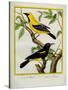 Black-Hooded Oriole and Hispaniolan Oriole Formerly, Greater Antillean Oriole-Georges-Louis Buffon-Stretched Canvas