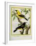 Black-Hooded Oriole and Hispaniolan Oriole Formerly, Greater Antillean Oriole-Georges-Louis Buffon-Framed Giclee Print