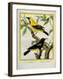 Black-Hooded Oriole and Hispaniolan Oriole Formerly, Greater Antillean Oriole-Georges-Louis Buffon-Framed Giclee Print