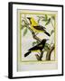 Black-Hooded Oriole and Hispaniolan Oriole Formerly, Greater Antillean Oriole-Georges-Louis Buffon-Framed Giclee Print