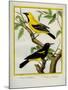 Black-Hooded Oriole and Hispaniolan Oriole Formerly, Greater Antillean Oriole-Georges-Louis Buffon-Mounted Giclee Print